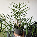 Tortum Philodendron Plant Live, Rare Tropical Variegated Live Indoor Houseplant, Starter Plants No Pot, 5-9" in Tall