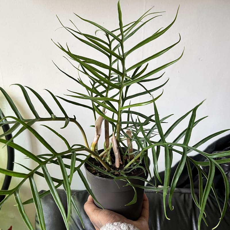 Tortum Philodendron Plant Live, Rare Tropical Variegated Live Indoor Houseplant, Starter Plants No Pot, 5-9" in Tall