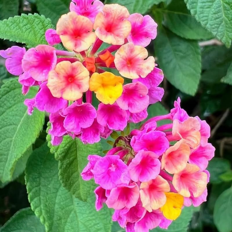 2 Pink Lantana Plants Live, Colorful Perennial, Long-Blooming and Very Hardy, Size 5 to 12 Inches in Tall, Well-Rooted, Outdoor Planting