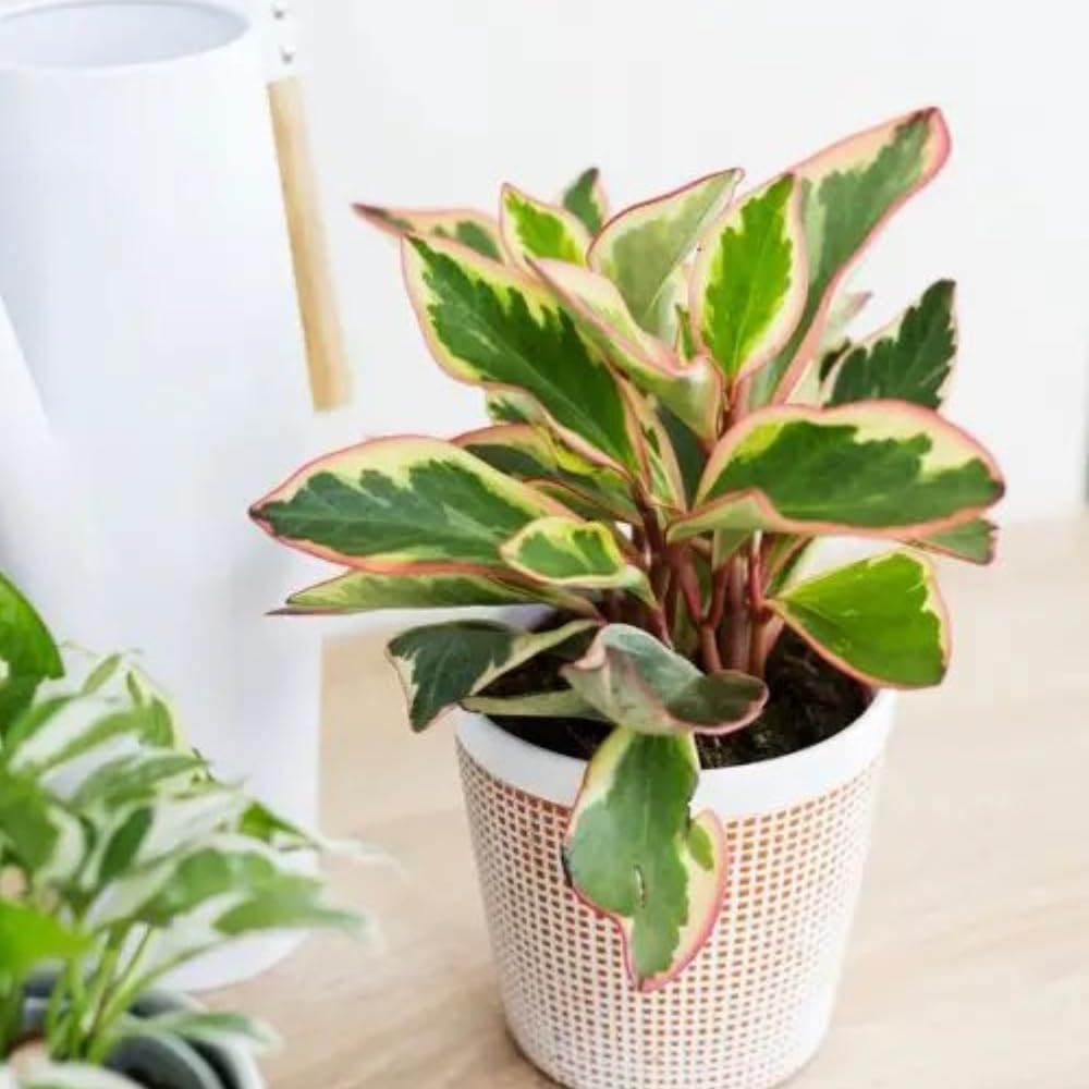 Tricolor Peperomia Plant Live, Peperomia Live Plant for Indoor Growing, Variegated Foliage, Easy Care Houseplant, 3.5 Inches Pot, 4-6 Inc Tall