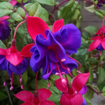 2 Fuchsia Live Plants, Fuchsia Flower Perennial for Outdoor Garden 3 to 5 Inches (Dark Purple)