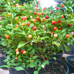 Chiltepin Pepper Plants Live for Planting, in 4" Pot, Hot Chili Pepper for Indoor and Outdoor Growing, Vegetable Home Garden