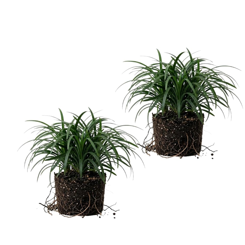 Pack 2 Dwarf Mondo Grass Plant Live, Grass Seedlings from 4 to 6 Inches Height, Ornamental Grass Shrub for Landscaping, Ready for Planting