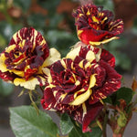 Rose Plant Live, Fragrant Heirloom Flower Bush, 5-10 Inch Tall, Grows as Climbing or Shrub for Outdoor Garden, No Pot (Red Yellow Rose)