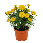 Marigold Plants, 2 Yellow Marigold Live Plants, from 4 to 8 Inches in Height, Flower Plant Gardening
