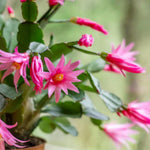 Pink Easter Cactus Plant 3-5'' Tall, Holiday Cactus Plant Starter 2 Inch Pot, Easy Care Houseplant Indoors Outdoors