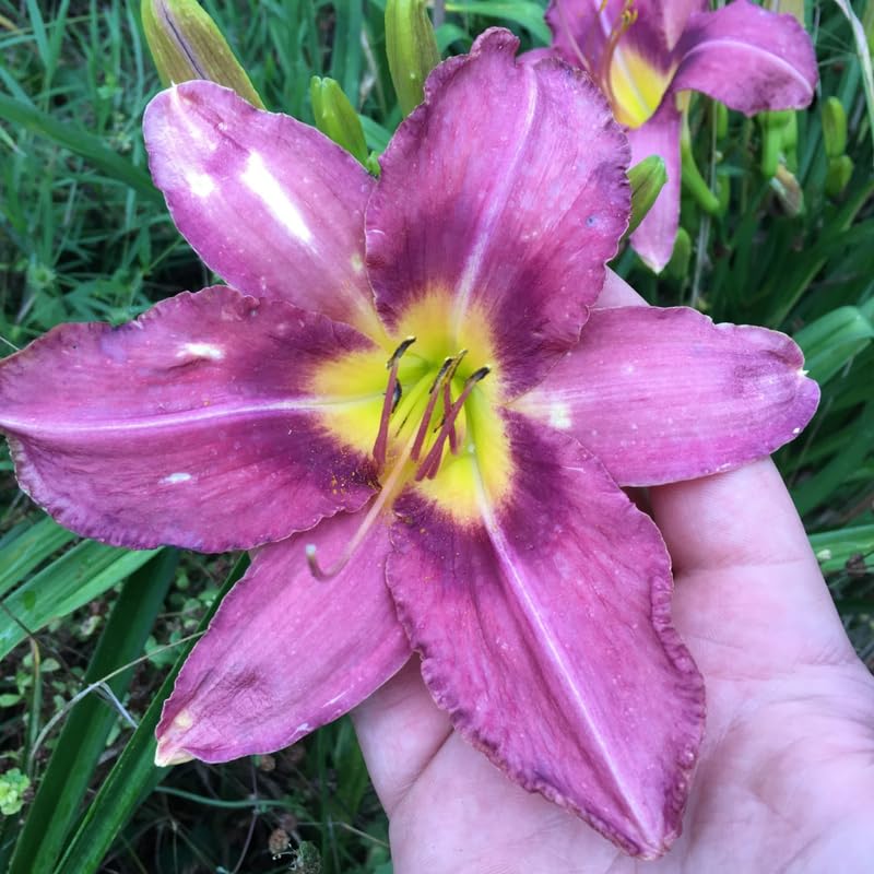 Set 10 Purple Daylily Bulbs for Planting, Hardy Perennial Lily Roots for Colorful Summer Blooms