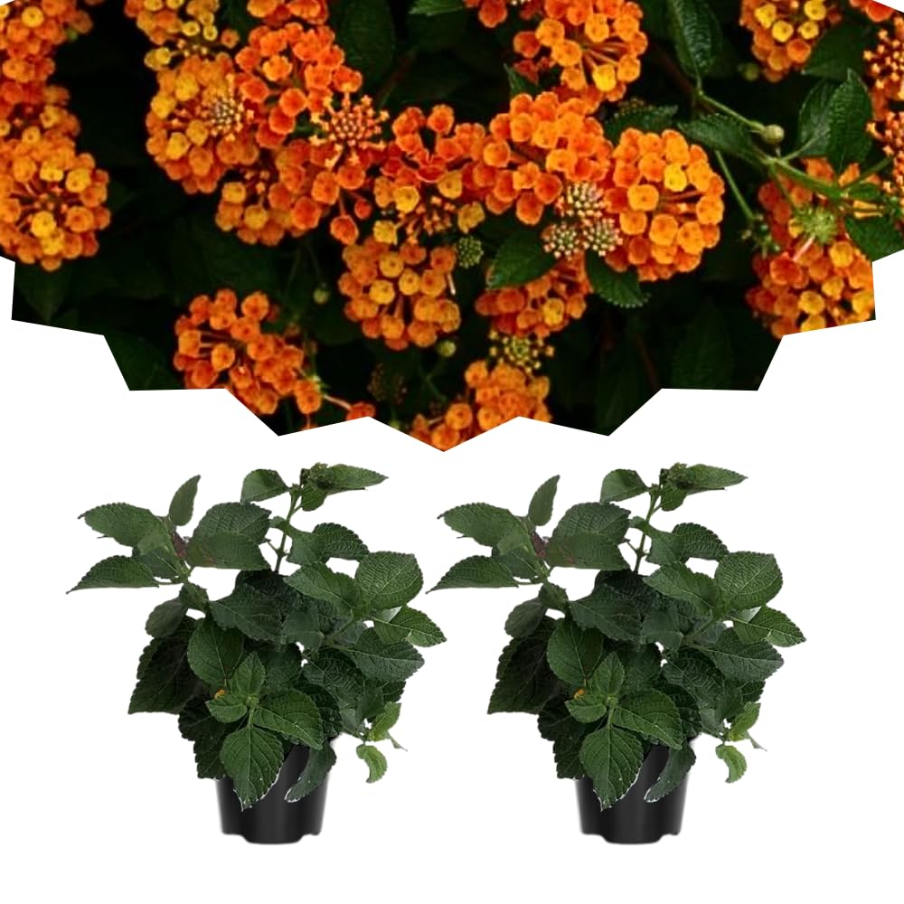 Pack 2 Lantana Live Plants for Planting, Hardy Perennial Lantana Bushes Well Rooted 4-7 Inches, Assorted Blooms (Orange Flowers)