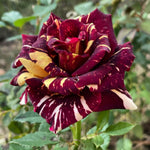 Climbing Rose Live Plant, 6 Months Old Starter, Fragrant Purple Climbing Roses for Planting Outdoor, No Pot (Dark Night)