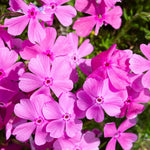 Pack 3 Creeping Phlox Plants Live, 5-9 Inches, Perennial Creeping Phlox Ground Cover Outdoor Garden (Pink)