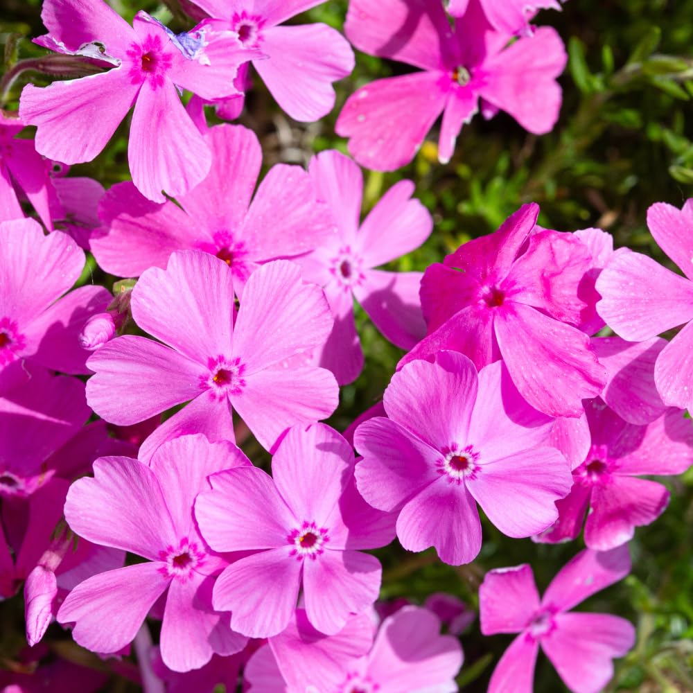 Pack 3 Creeping Phlox Plants Live, 5-9 Inches, Perennial Creeping Phlox Ground Cover Outdoor Garden (Pink)