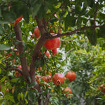Wonderful Pomegranate Live Plant 4" Pot, Sweet Edible Pomegranate Fruit Plant for Indoor Outdoor Garden