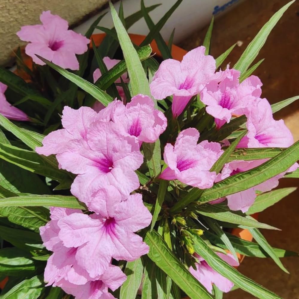 Set 6 of Pink Mexican Petunia Live Plants, Petunia Flower Plants Live from 4 Inc Tall, Shrub Plant