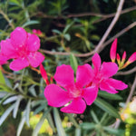 Set of 2 Oleander Plants Live, Live Pink Oleander Plant, 4 to 6 Inc Tall, Pink Oleander Live Plant, Shrub Plant for Gardening Outdoor Indoor