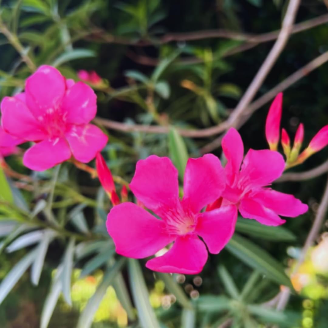 Set of 2 Oleander Plants Live, Live Pink Oleander Plant, 4 to 6 Inc Tall, Pink Oleander Live Plant, Shrub Plant for Gardening Outdoor Indoor