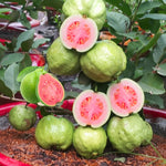 Large Sweet Pink Guava Tree for Planting, 20 to 24 Inches Height in Pot, Sweet Guava Trees Fruit for Gardening