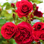 Rose Live Plant for Planting, Fragrant Hybrid Rose Bush, 5-10” Tall, Ready to Grow Flowering Shrub for Outdoor Garden, No Pot (Red Rose)