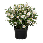 Camellia Plants Live, Camellia Sinensis Tea Live Plant, Green Foliage Bush, 9-12 Inches Tall for Indoor Outdoor Gardening