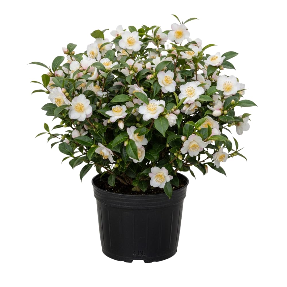 Camellia Plants Live, Camellia Sinensis Tea Live Plant, Green Foliage Bush, 9-12 Inches Tall for Indoor Outdoor Gardening