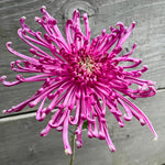 2 Mums Plants Live, Pink Chrysanthemum Plants Live, 5 to 8Inc Tall, No Potted, Chrysanthemum Flower Live Plant Gardening Mum Live Plant Growing