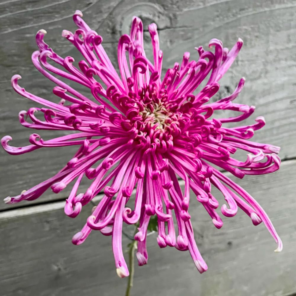 2 Mums Plants Live, Pink Chrysanthemum Plants Live, 5 to 8Inc Tall, No Potted, Chrysanthemum Flower Live Plant Gardening Mum Live Plant Growing