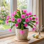 Easter Cactus Plant Live, Pink Easter Cactus, 2 Inches Pot, 3-5 Inches Tall, Indoor Flowering Succulent for Homes, Offices and Container