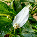 Pack 2 Peace Lily Plants, Peace Lily Houseplant, Well Rooted Indoor House Plant 4-7 Inch Tall, Variegated Foliage