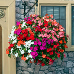 Set 2 Impatiens Plants Live Trees, Assorted Colors Plant, 3-5" Impatiens Flower Plants, Perennial Impatien for Planting Outdoors