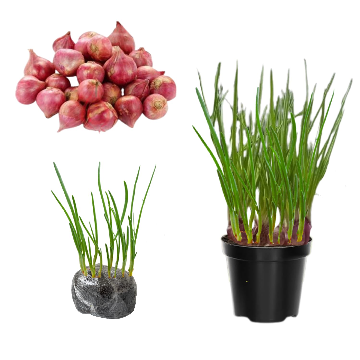 5 Egyptian Walking Onions Plants Live, Egyptian Walking Onions Plant for Planting Outdoors Indoors, 3 to 5 Inc Tall
