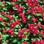 2 Red Vinca Plants Live Ground Cover, 3-6" Tall Trailing Vinca Flowers for Garden Beds, Pots, Outdoor Landscaping, in Pot