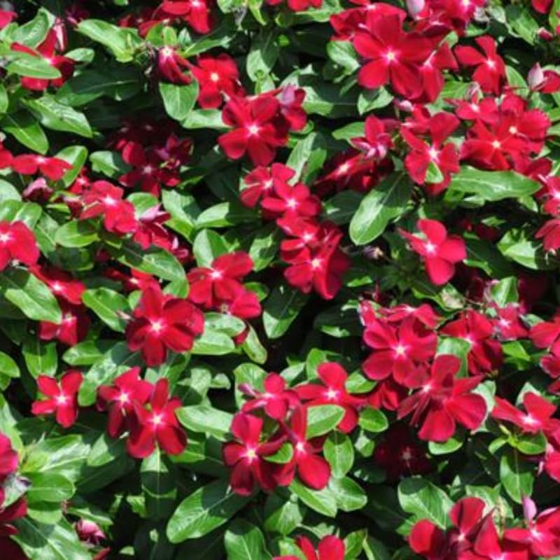 2 Red Vinca Plants Live Ground Cover, 3-6" Tall Trailing Vinca Flowers for Garden Beds, Pots, Outdoor Landscaping, in Pot