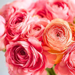 25 Ranunculus Bulbs for Spring Planting, Perennial Flowers Bulbs for Gardens, Vibrant Peony Buttercup Corms for Outdoor Borders (Pink Ranunculus)