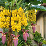 Double Banana Tree Live Plant, Edible Fruit, 4-6" Tall