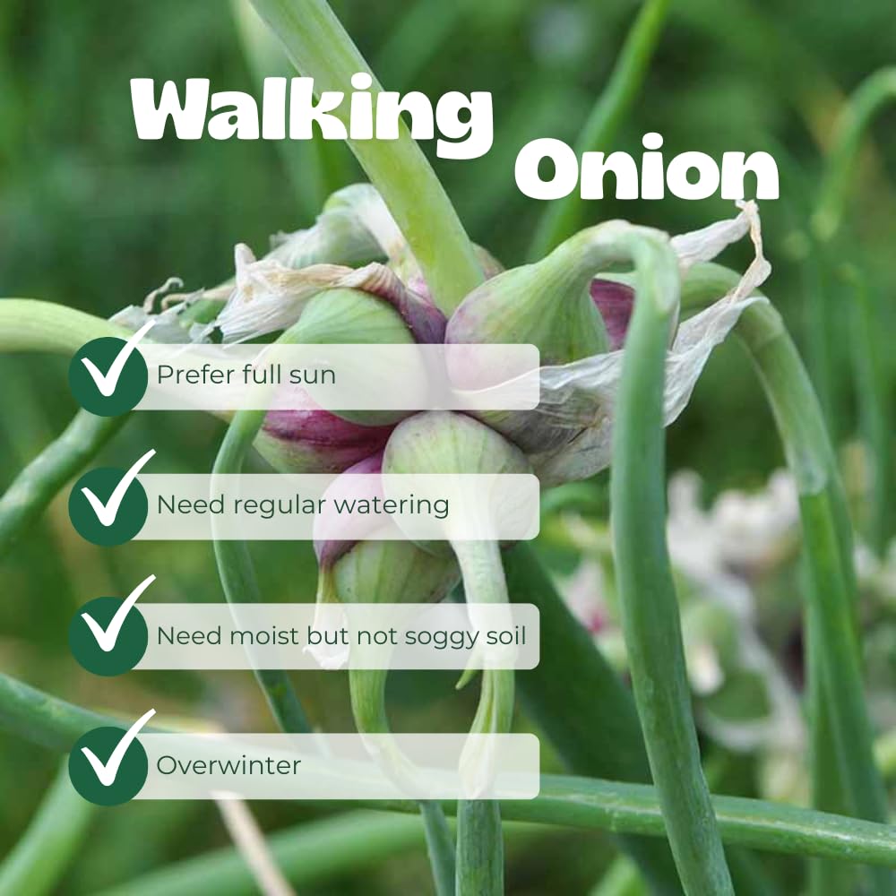 Set 8 Egyptian Walking Onion Live Plants, 1 Year Old Perennial Onions Plants Roots, Winter Allium Vegetables, Outdoor Planting