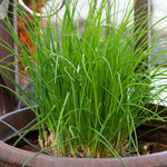 Set 10 Chives Live Plants 2-5 Inches, Hardy Chives Vegetable Plants, Heirloom Leeks Plants Ready to Grow Outdoor