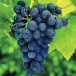 Concord Seedless Grape Vines Live Plants for Planting, 5-10" Grape Tree for Outdoor Garden, Dormant in Winter, Cold Hardy, Sweet Flavor