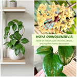 Hoya Quinquenervia Live Plant, Hoya Plants Live Houseplants, Five Veined Foliage, Hoyas Live Plant for Home Decoration, 5 to 7 Inches Tall