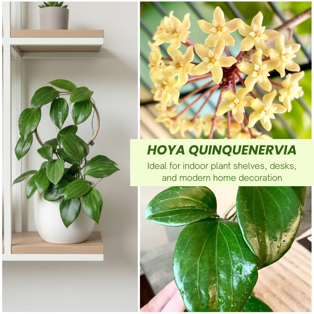 Hoya Quinquenervia Live Plant, Hoya Plants Live Houseplants, Five Veined Foliage, Hoyas Live Plant for Home Decoration, 5 to 7 Inches Tall