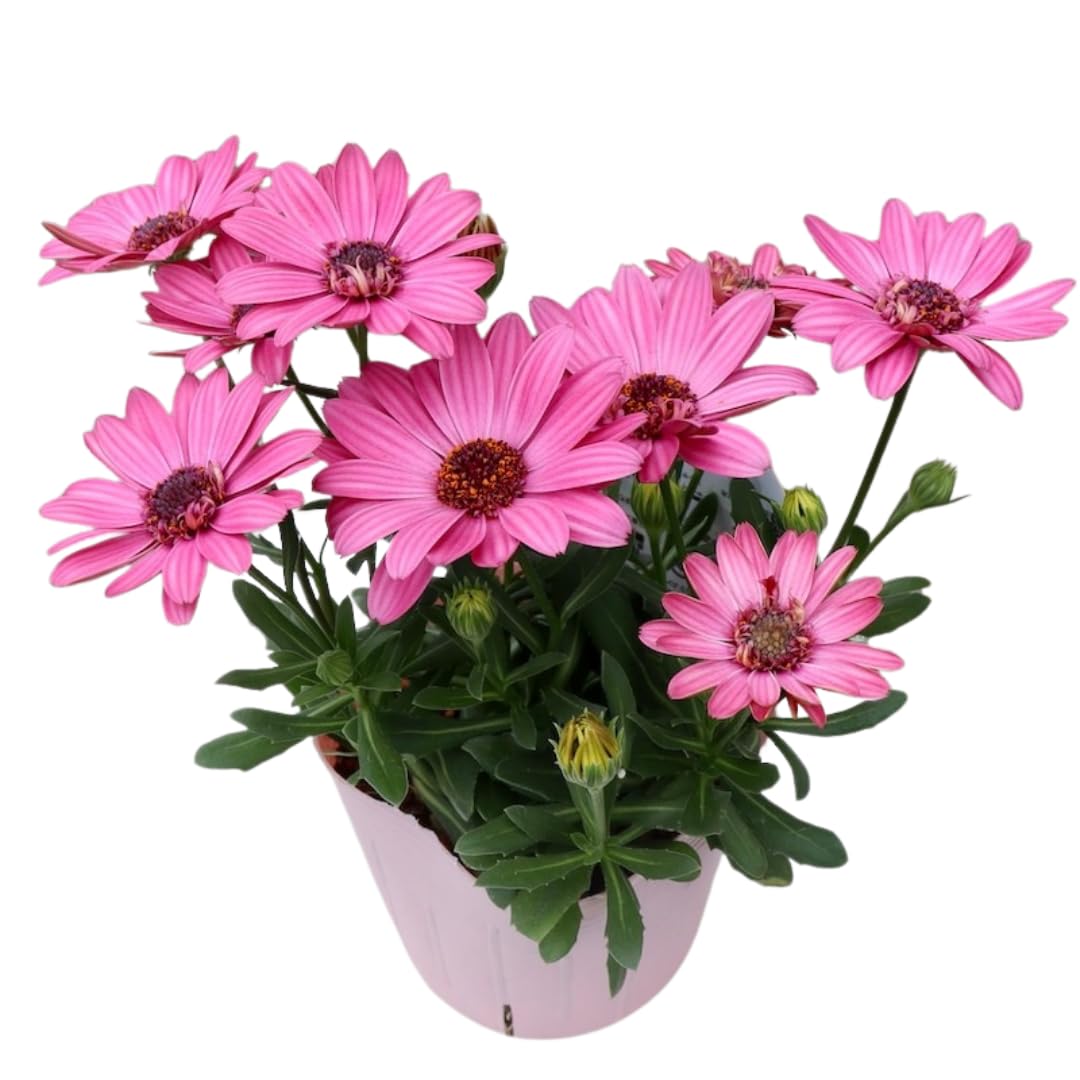 Pink Daisy Plant 4 Inc Potted, Osteospermum Flower Plants Live, 4 Small Plant, Perennial Flower Garden Planting Osteospermum Plants Live Pot