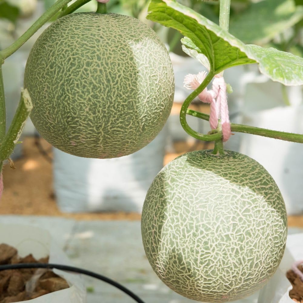 2 Live Melon Plant Per Pot, 3–5 Inch Height, Sweet Melon Fruit Vine Plant for Home Gardening