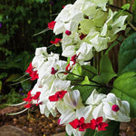 2 Clerodendrum Live Plants, Clerodendrum Thomsoniae White Blooms, 5-9 Inc Tall