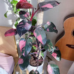 Pink Philodendron Plant Live, Rare Tropical Variegated Live Indoor Houseplant, Starter Plants No Pot, 5-9" in Tall