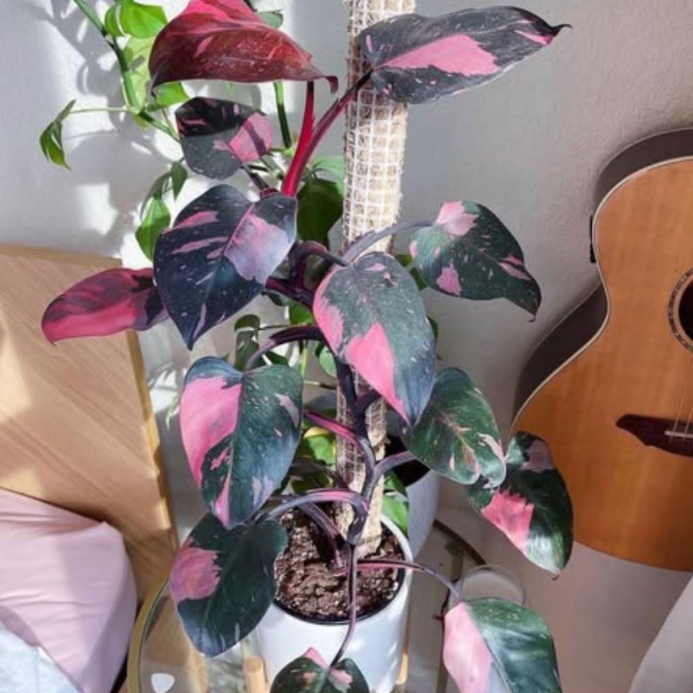 Pink Philodendron Plant Live, Rare Tropical Variegated Live Indoor Houseplant, Starter Plants No Pot, 5-9" in Tall
