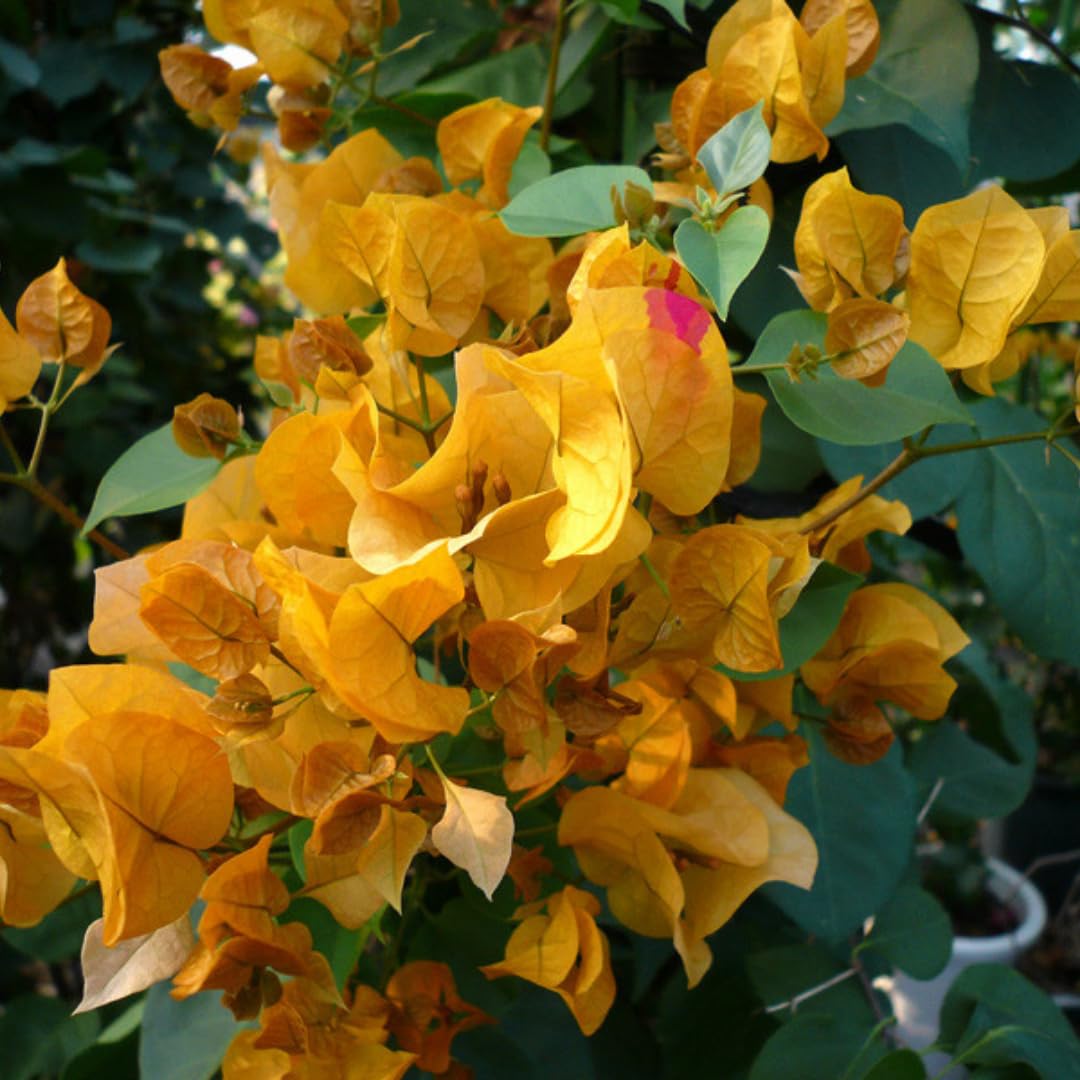 2 Bougainvillea Plants Live, Bougainvillea Live Plant, 4 to 6 Inc Tall, Flower Vine Plant Garden (Gold)