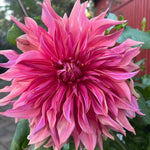 Purple Pink Dahlia Clump, Vibrant Purple Blooms, Summer Flowering Perennial, Dahlia Flowers for Indoor Outdoor Growing
