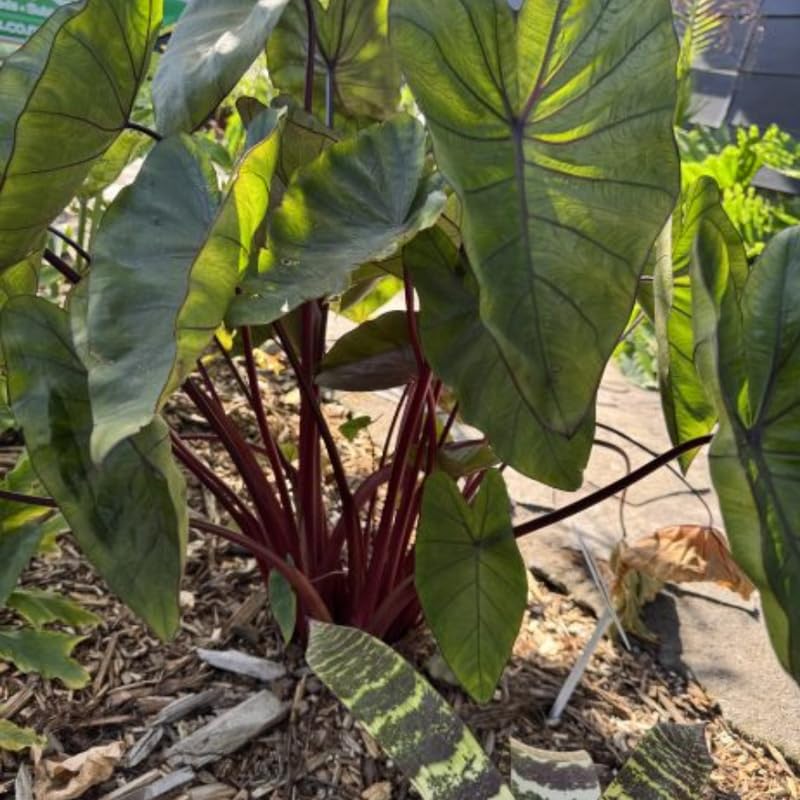 Elephant Ear Plants, Rare Colocasia Plant Live, Perennial Esculenta Taro Alocasia 4-8 Inch Tall, Indoor Outdoor Garden (Hawaiian)
