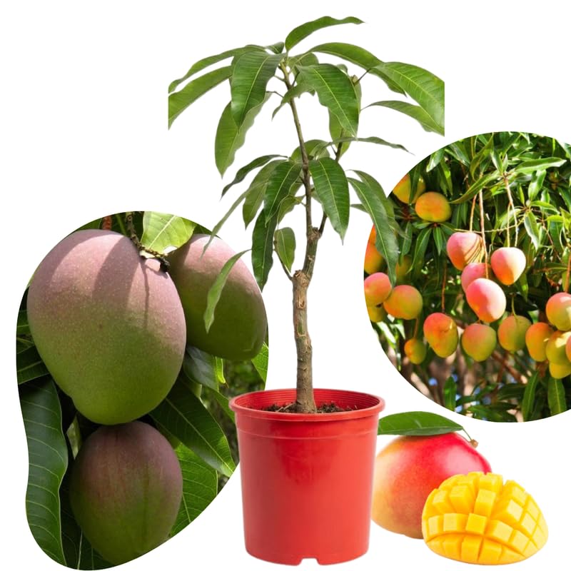 Kent Mango Plant Live for Planting, 1 Year Old 10–14 Inch Tall, Mid to Late Season Sweet Mango Variety Zones 9–11