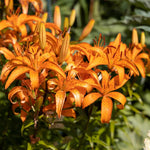 10 Turks Cap Lily Bulbs, Perennial Tiger Lilies Bulbs for Garden Borders, Hardy and Ready to Plant
