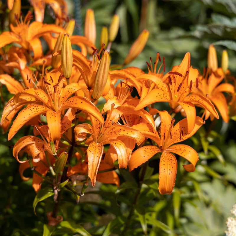 10 Turks Cap Lily Bulbs, Perennial Tiger Lilies Bulbs for Garden Borders, Hardy and Ready to Plant