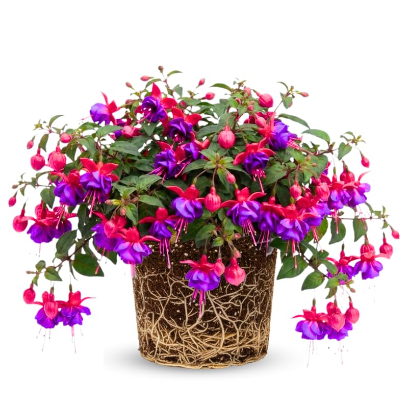 2 Fuchsia Live Plants, 5-9 Inches Tall, Trailing Flowering Fuchsia Plants Live Indoor Outdoor, Purple Red Blooms